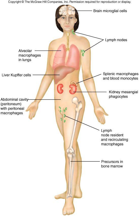 ! Functions of the Immune System! Types of Immune Responses The Immune System! Organization of the Immune System!