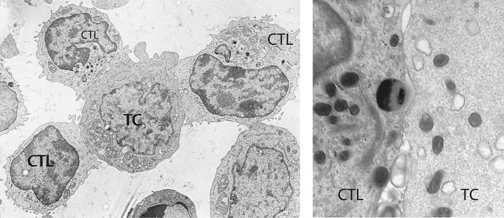 Conjugates Between CTLs and Target Cells (1) Abbas, Lichtman, and Pillai.