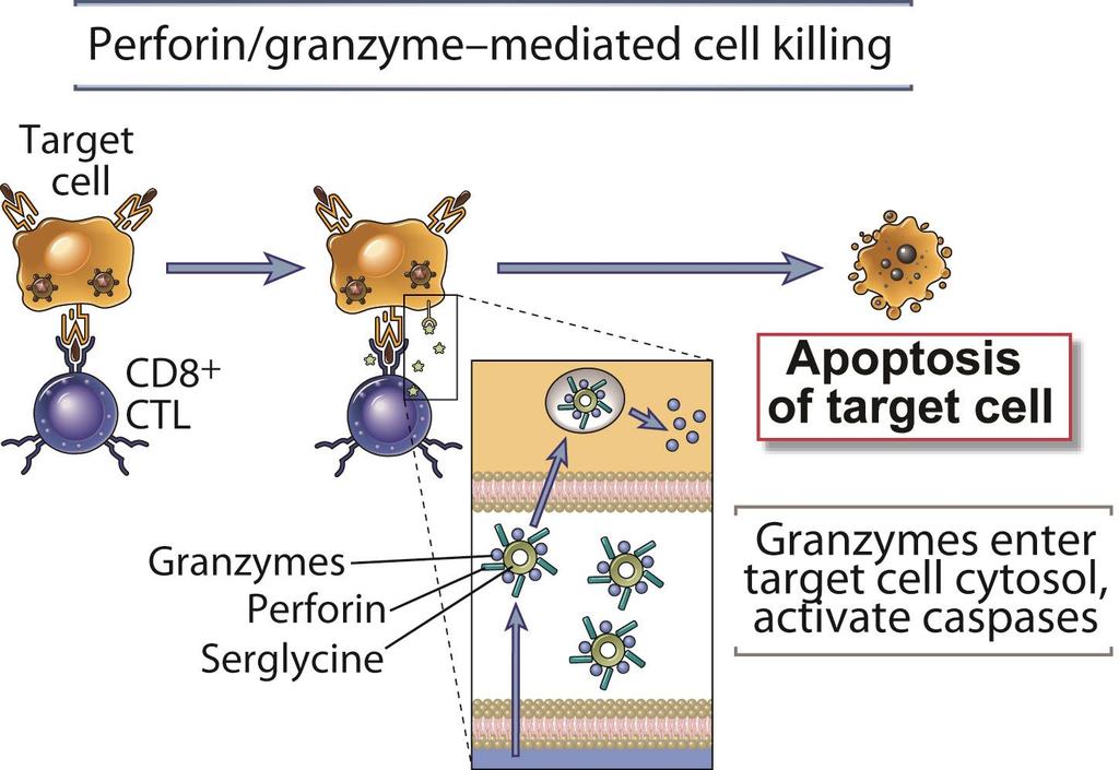 Mechanisms of CTL Killing of Target cells Granzyme B cleaves after aspartates activates caspases Abbas, Lichtman, and Pillai.
