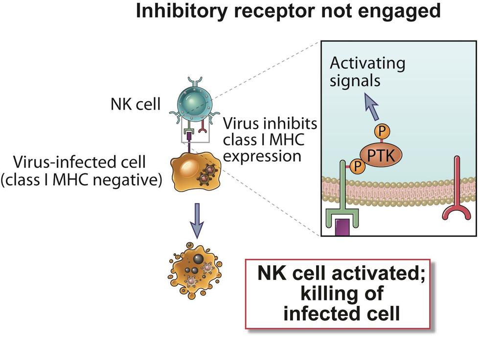 Activating and Inhibitory NK Cell Receptors Abbas, Lichtman, and Pillai.