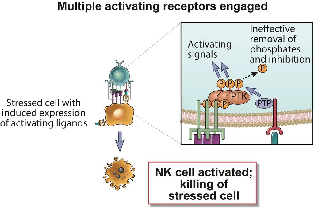 Activating and Inhibitory NK Cell Receptors Abbas, Lichtman, and Pillai.