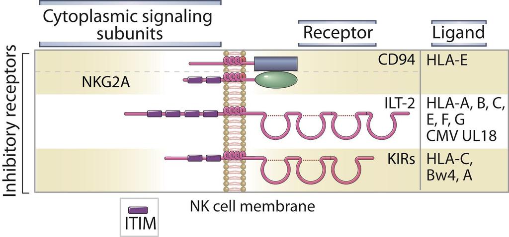Inhibitory NK Cell Receptors Abbas, Lichtman, and Pillai.