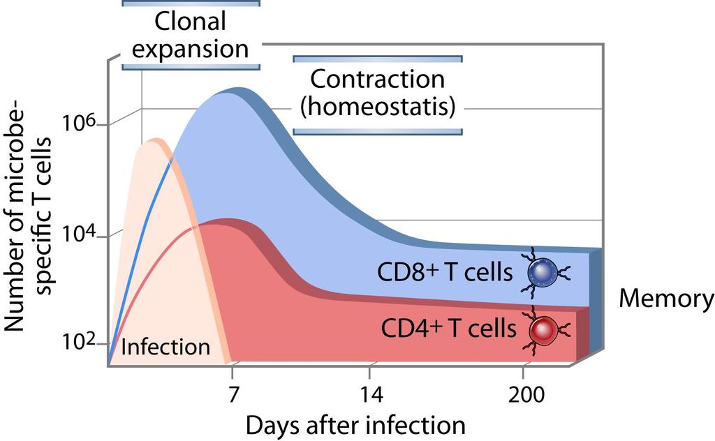 Remarkable Expansion of CD8+ T cells Abbas, Lichtman, and Pillai.