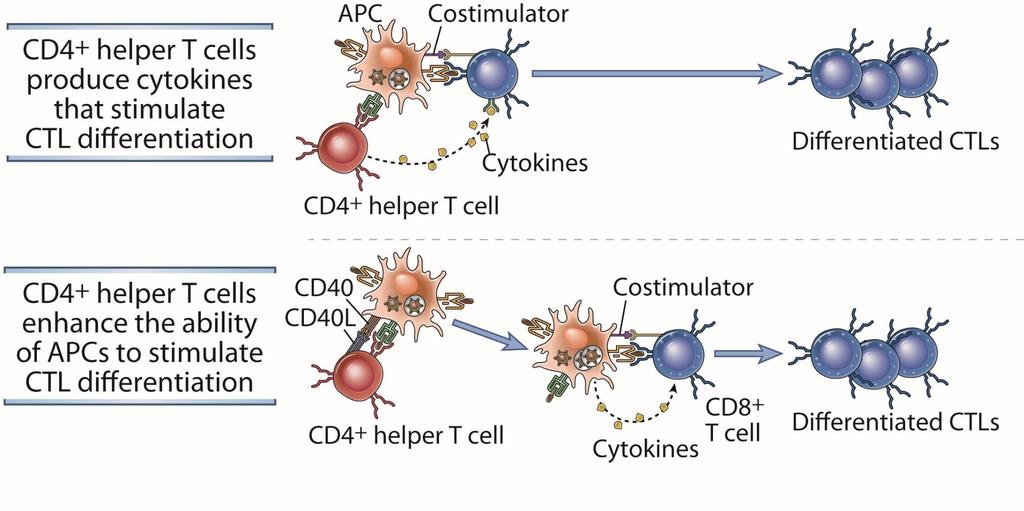 How CD4 + T Cells Help CD8 + T Cells Abbas, Lichtman, and Pillai.