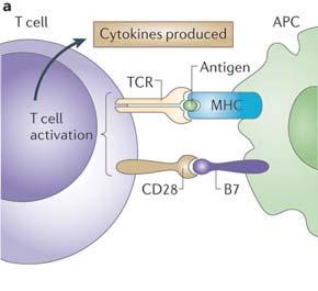 T-cell Activation T-cell activation requires two signals Signal One: Engagement of TCR with a specific antigen presented on a major histocompatibility