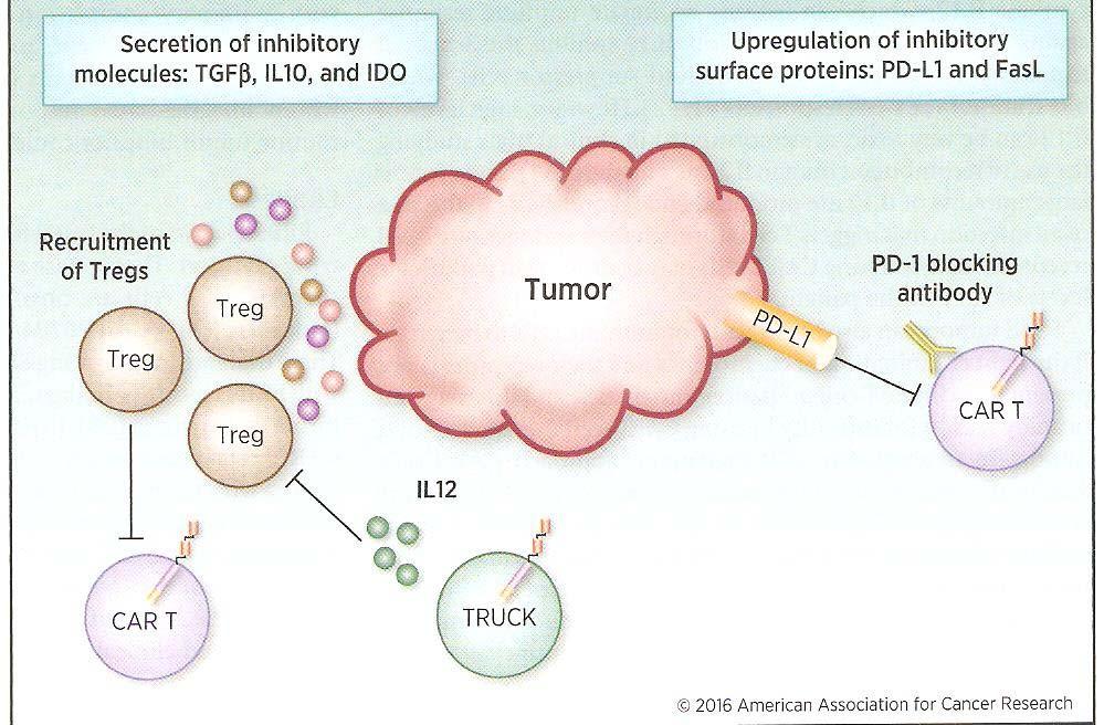 Influences on CAR T-cell