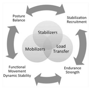 Core Stability Research The core is essentially divided into stabilizers, mobilizers, and load