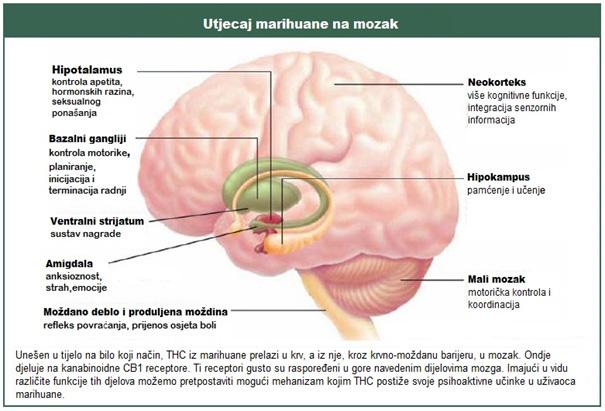 Slika 1 : prikazani su djelovi mozga s visokim udjelom kanabinoidnih receptora, za koje se misli da su područje najjačeg djelovanja THCa psihotične simptome, koji prestankom konzumacije u potpunosti