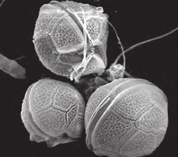 2 1 (a) Fig. 1.1 shows a dinoflagellate, a type of phytoplankton found in the Antarctic. Fig. 1.1 (i) Name two other types of phytoplankton. 1... 2.