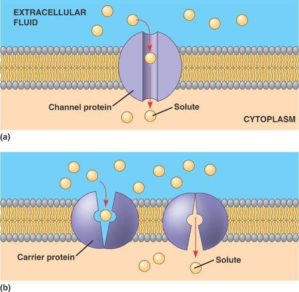 C. Transport by Carrier Proteins 1. Plasma membrane impedes passage of most substances but many molecules enter or leave at rapid rates. 2.