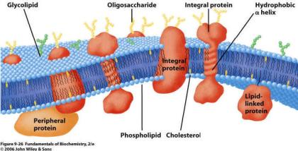 Ch. 7 Cell Membrane BIOL 222 Overview: Plasma Membrane Plasma membrane boundary that separates the living cell
