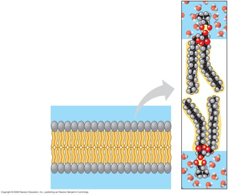 Fig. 7 2 Hydrophilic head WATER Hydrophobic tail WATER Phospholipids The Fluidity of Membranes Can move within the bilayer Most