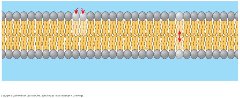 movement ( 10 7 times per second) Flip-flop ( once per month) Membrane Proteins Membrane collage of different proteins embedded