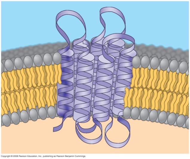 Peripheral proteins Integral protein CYTOPLASMIC SIDE OF MEMBRANE Membrane Proteins Peripheral proteins Integral proteins bound to the surface of the membrane