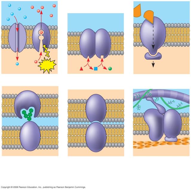 Six major funcoons of membrane proteins: Transport EnzymaOc acovity Signal transducoon Cell cell recognioon Intercellular joining