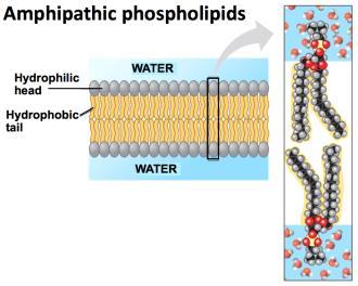 BIOL1040 Page 1 Membrane Structure and Function Friday, 6 March 2015 2:58 PM Cellular Membranes Fluid mosaics of lipids and proteins Phospholipids - abundant Phospholipids are amphipathic molecules