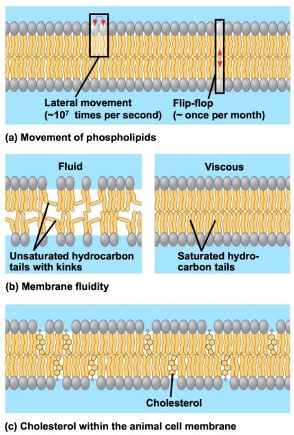 Hydrophobic does not want to associate with water, would rather associate with one another - non polar Due to polarity Molecules are moving around within membrane very fast (fluid mosaic), lots of