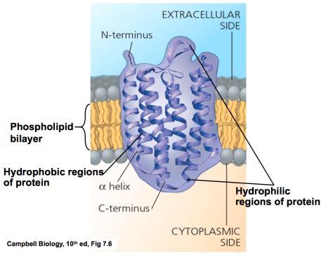 BIOL1040 Page 2 Integral protein C and N terminus may not be on same side Alpha helix regions like to associate with hydrophobic lipids while hydrophilic regions like to associate with water Six