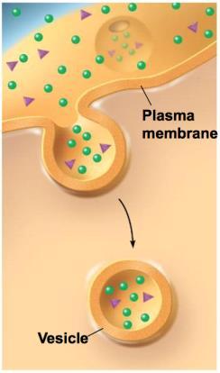 mechanism of neurotransmitter release from neurons Types of Endocytosis