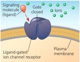 BIOL1040 Page 9 Metabolism, cell growth, cell reproduction Intracellular receptors Steroid receptors Ion Channel Receptors When ligand binds to the receptor, gate opens allowing flow of specific ions