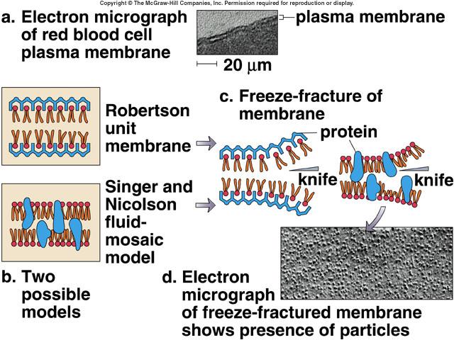 Fluid-Mosaic Model Membrane Models Membrane is a fluid phospholipid