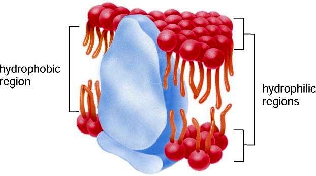 5 6 Plasma Membrane Structure and Function Proteins may be peripheral