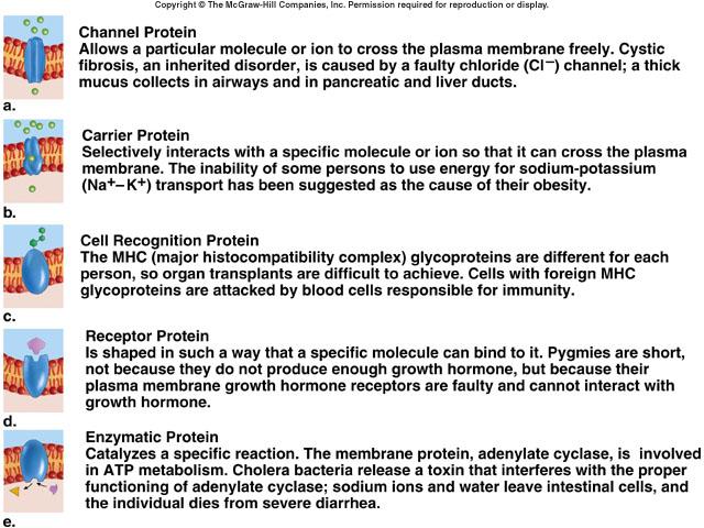 Protein Functions Channel Proteins - Involved in passage of molecules through membrane. Carrier Proteins - Combine with substance to aid in passage through membrane.