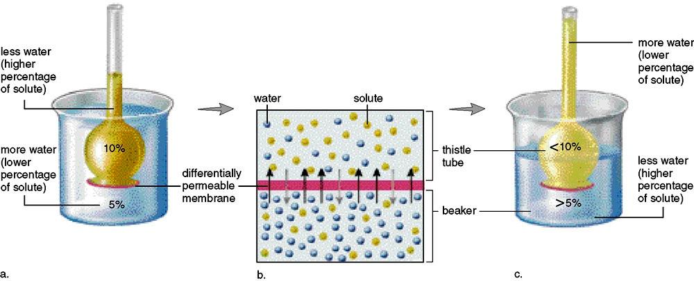 Osmosis Osmosis Osmosis - Diffusion of water across a differentially (selectively) permeable membrane due to concentration differences.