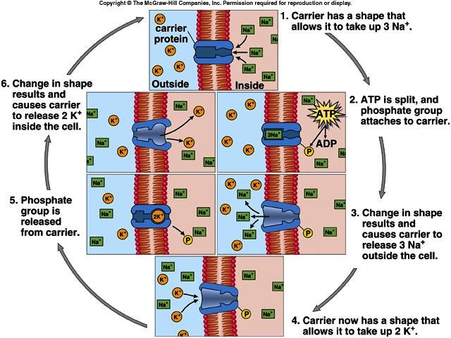 ! Plasmolysis Transport by Carrier Proteins Carrier proteins combine with a certain molecules which are then transported through the membrane.