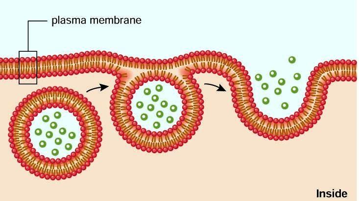 Membrane-Assisted Transport Large marcomolecules are transported into or out of the cell by vesicle formation.