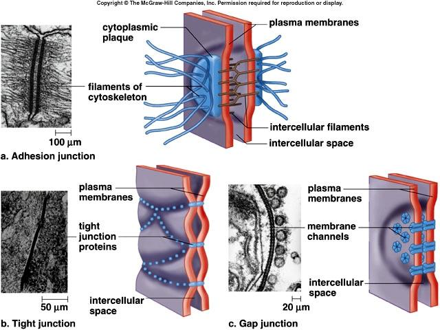 Cell Surface Modifications Extracellular Matrix! Meshwork of polysaccharides and proteins in close association with the cell that produced them.