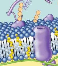 Membrane Proteins Proteins determine membrane s specific