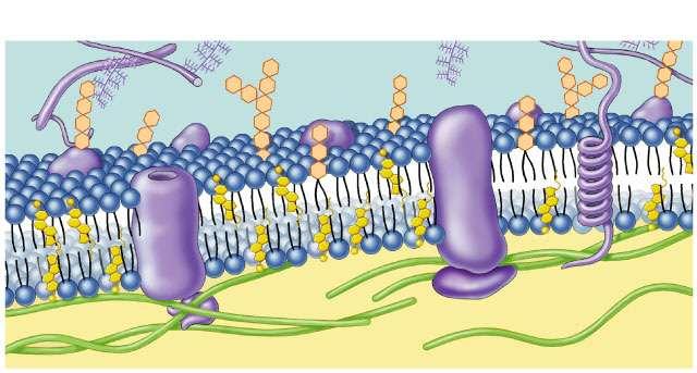Membrane is a collage of proteins & other molecules embedded in the fluid matrix of the lipid bilayer Glycoprotein