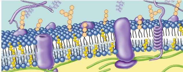Cell membrane defines cell Cell membrane separates cell from aqueous environment Thin = 8nm thick Controls transport in &