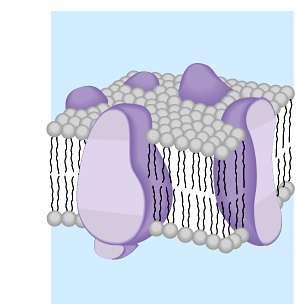 Cell membrane is more than lipids