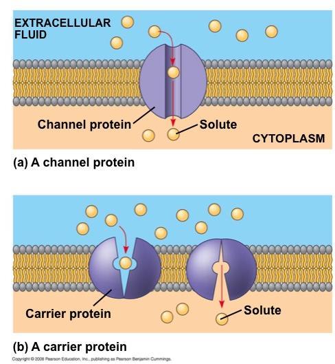 Facilitated Diffusion: Passive Transport Aided by Proteins In facilitated diffusion, transport proteins speed the passive movement of molecules across the plasma membrane Channel proteins provide
