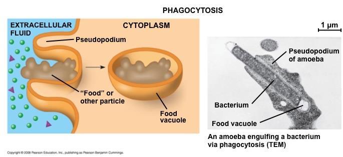 3 Types of endocytosis In phagocytosis a cell engulfs a particle in