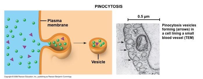 In pinocytosis, molecules are taken up when extracellular fluid is