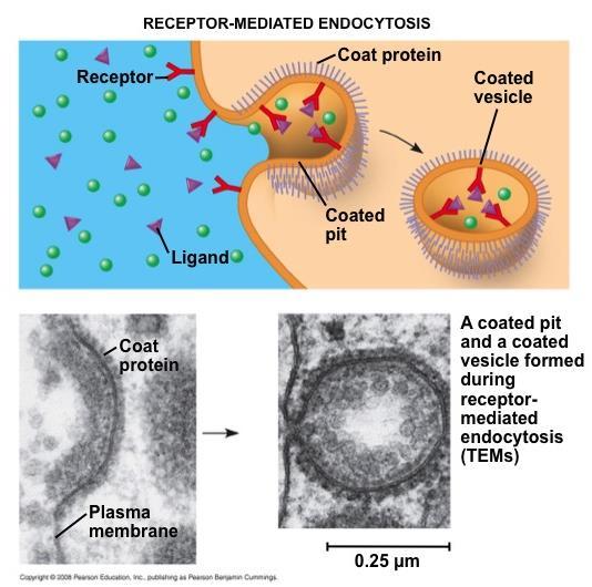 of ligands to receptors triggers vesicle formation A ligand is any