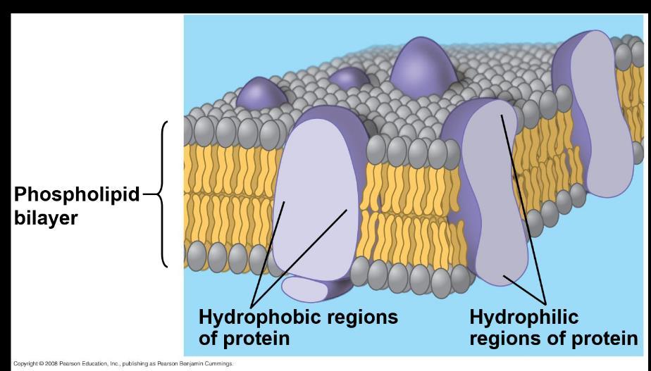 Membrane Models Membranes have been chemically analyzed and found to be made of proteins