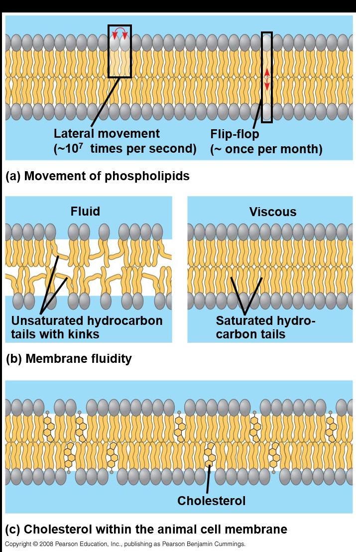 The Fluidity of Membranes Phospholipids in the plasma membrane can move within the bilayer Most of the lipids, and some proteins, drift laterally Rarely does a molecule flip-flop transversely across