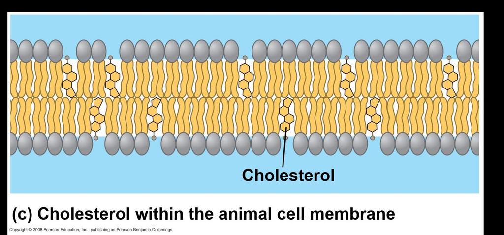 The steroid cholesterol has different effects on membrane fluidity at different temperatures At warm temperatures (such as