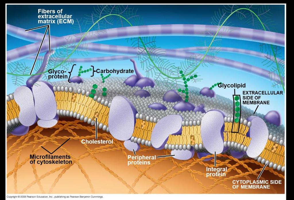 Membrane Proteins and Their Functions A membrane is a collage of different proteins embedded in the fluid matrix of the lipid bilayer Proteins determine most of the membrane s specific