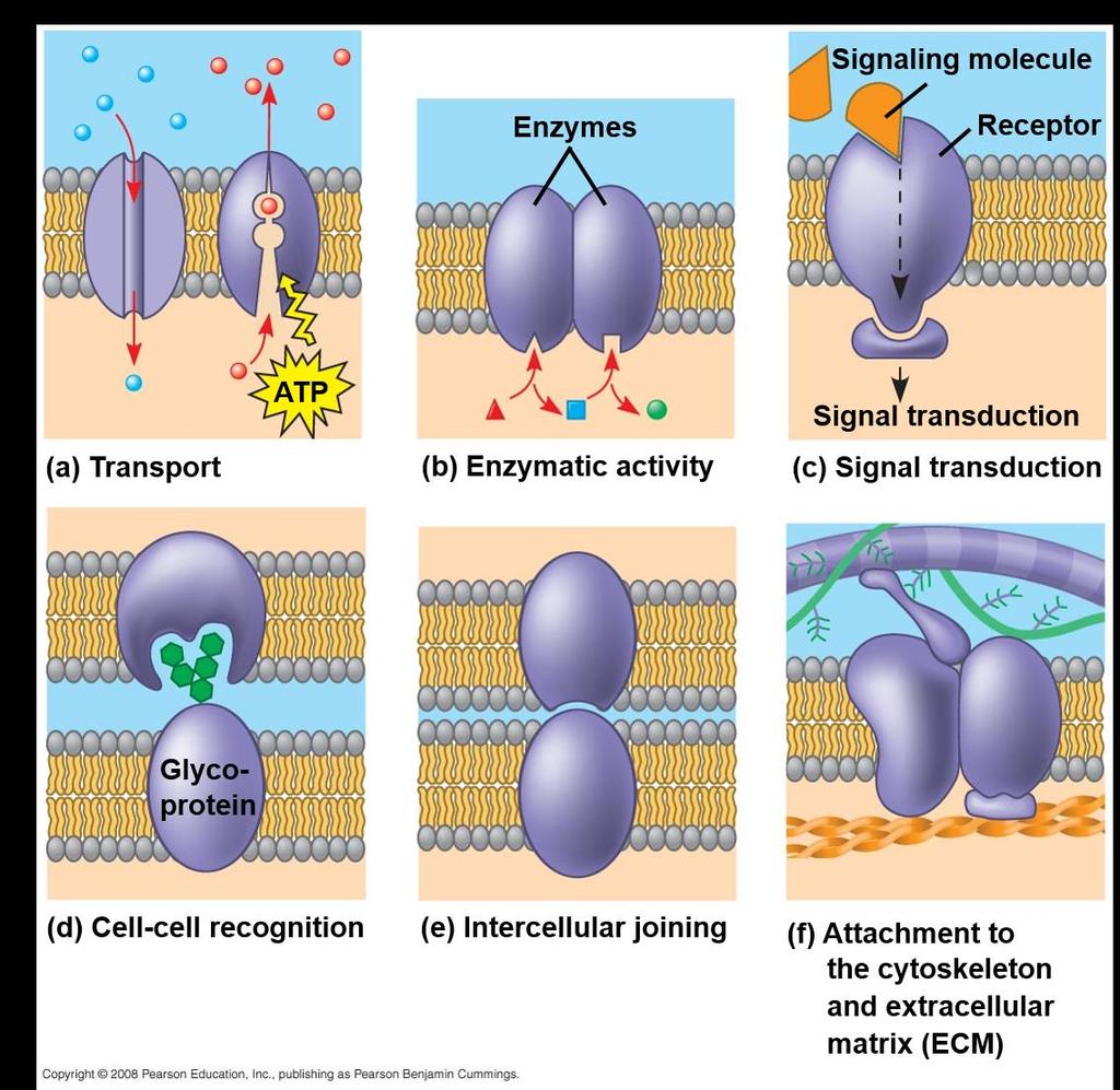 Six major functions of membrane proteins: Transport Enzymatic activity Signal transduction