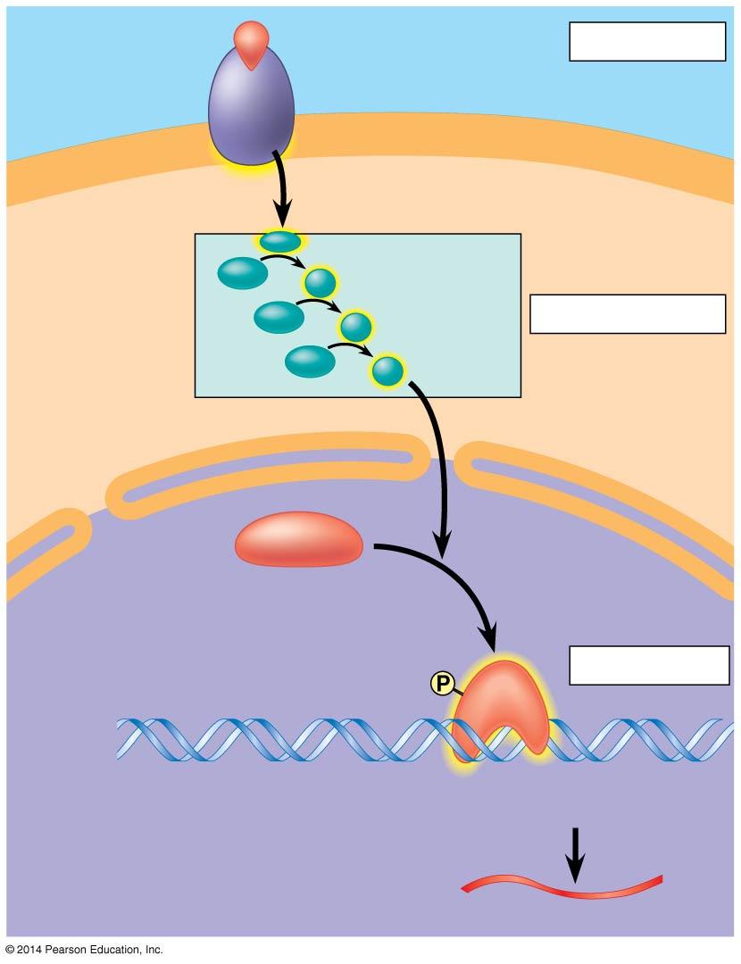 response to a number of extracellular signals Figure 5.