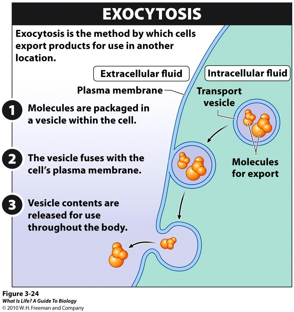 with it, and release their contents Many secretory cells use exocytosis to export products Food vacuole Coated vesicle CONCEPT 5.