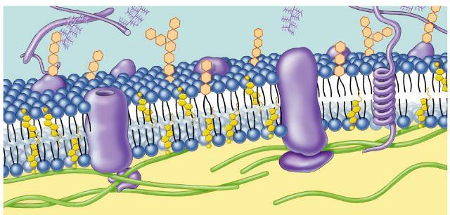 The Cell Membrane 1 Overview Cell membrane separates living cell from nonliving