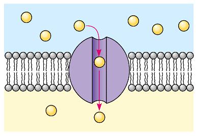Facilitated Diffusion Diffusion through protein channels channels move specific molecules across cell