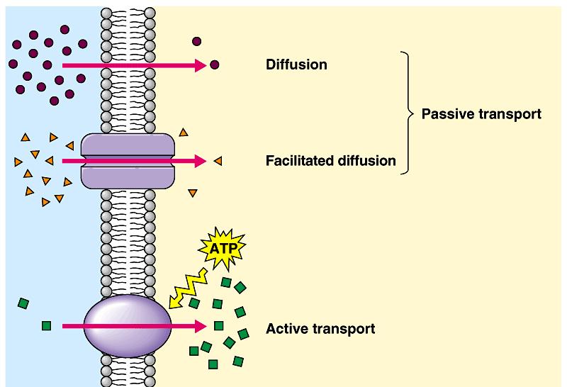 Transport summary simple diffusion facilitated diffusion active