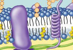 of membrane cell surface identity marker (antigens) integral proteins penetrate lipid